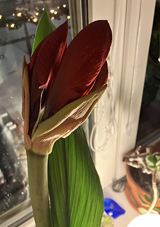 Amaryllis från Birgitta o Gunilla