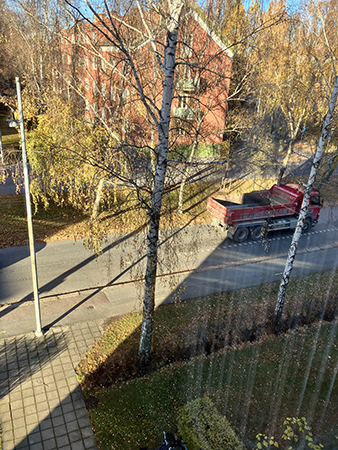 Björkallén på gatan utanför
