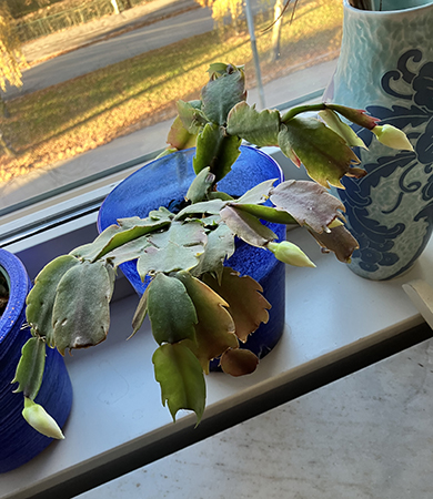 Vita knoppar på novemberkaktus