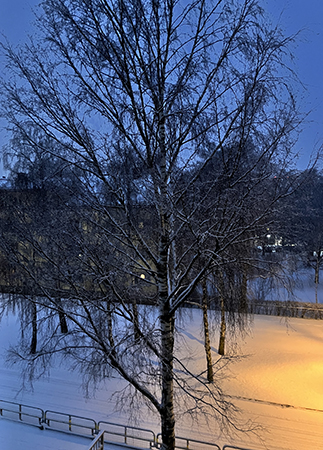 Björken på St Olofsgatan o snö