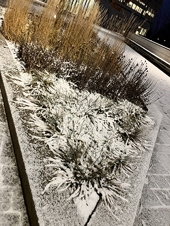 Lite snö i planteringen utanför jobbet Lite snö i planteringen utanför jobbet