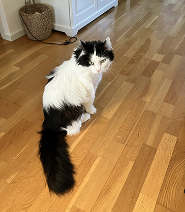 Lucifer och korgen med kattleksaker