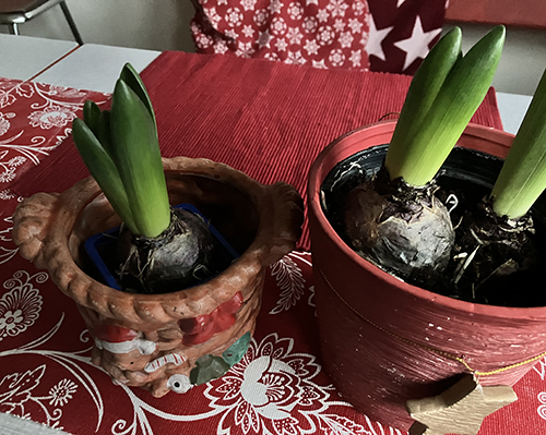 Två nya blåa hyacinter från Björcks