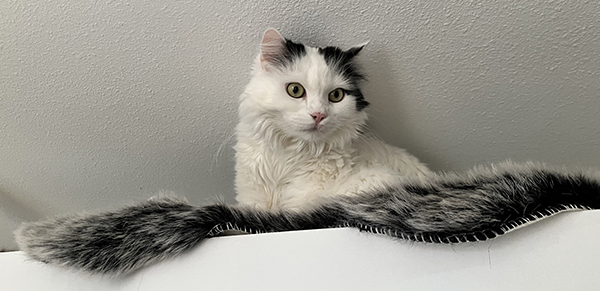 Citrus ovanpå skåp