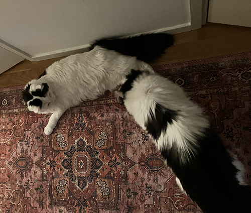 Citrus och Lucifer i Annas hall