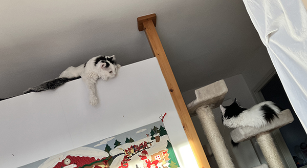 Citrus ovanpå skåp Lucifer i klätterträd