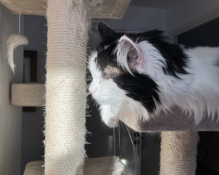 Lucifer i klätterträdet profil