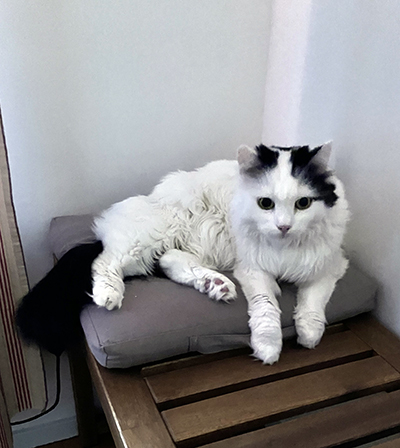 Citrus på sittbänk hos Anna