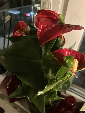 Blomma från Annas snälla mamma