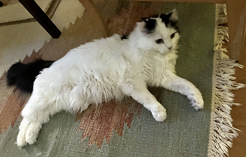 Citrus på röllakansmattan hos Anna