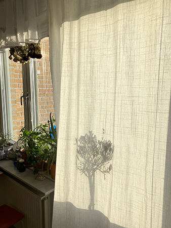 Köksfönstret och olivträdet bakom solbelyst gardin i balkongfönstret