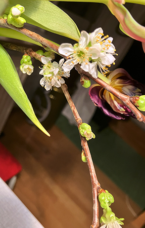 Persikoblommor o knoppar