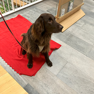 Bruno Hund på filt i receptionen