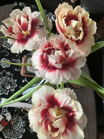 Utvikta tulpanerna på vardagsrumsbordet