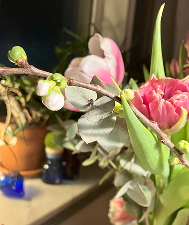 Persikokvist på väg att blomma