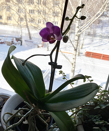 Rosa orkidén blommar