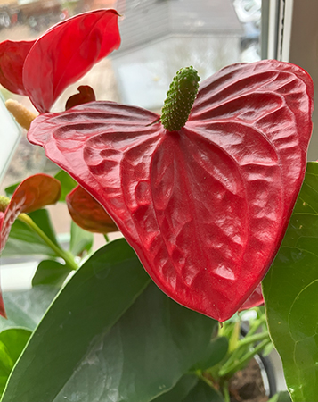 Rosenkalla Rosenkalla