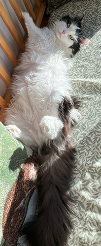 Lucifer utsträckt på Annas kökssoffa med ansiktet mot kameran