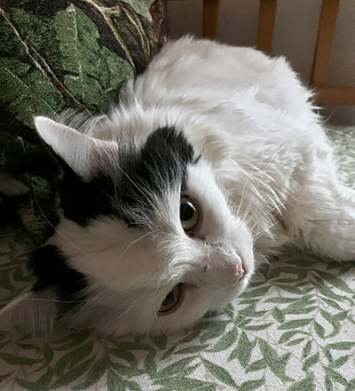 Närbild Citrus Annas kökssoffa