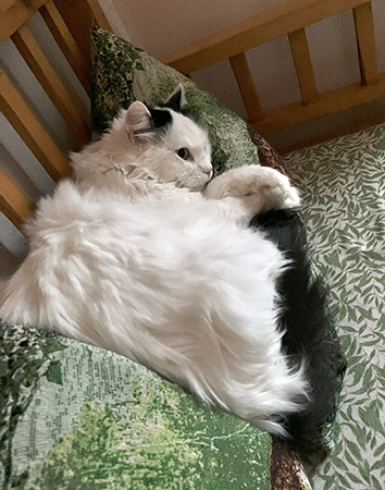 Citrus på kudde i Annas kökssoffa