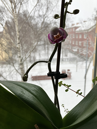 Första knoppen på orkidén på väg att slå ut