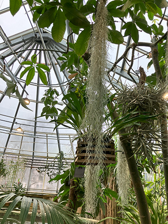 Tak och palm inne i Victoriasalen