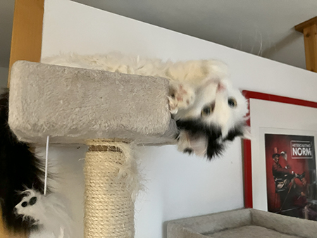 Citrus busar i klätterträdet hos Anna