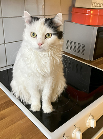 Citrus på Annas spis