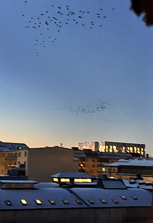 Fåglar över UKK februarimorgon