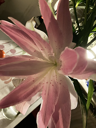 Rosavit lilja närbild