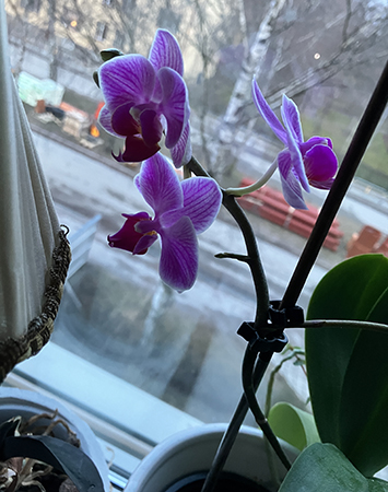 Tre rosa blommor på orkidén