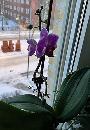 Två utslagna knoppar på rosa orkidén i arbetsrumsfönstret