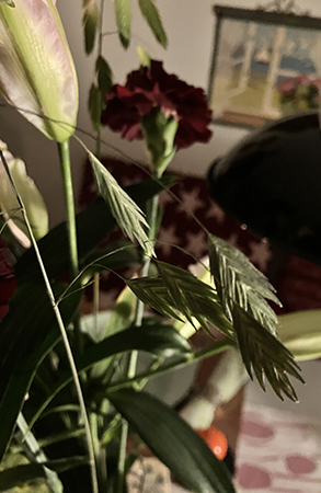 Lilja nejlika och gräs i vas