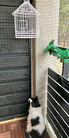 Lucifer på balkongen hos Anna under fågelburen