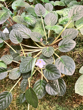 Saint Paulia i Tropiska växthuset