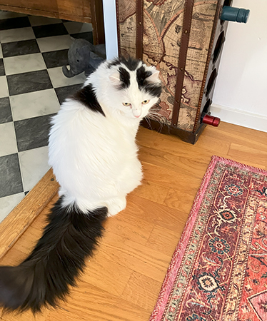 Citrus vid vinstället