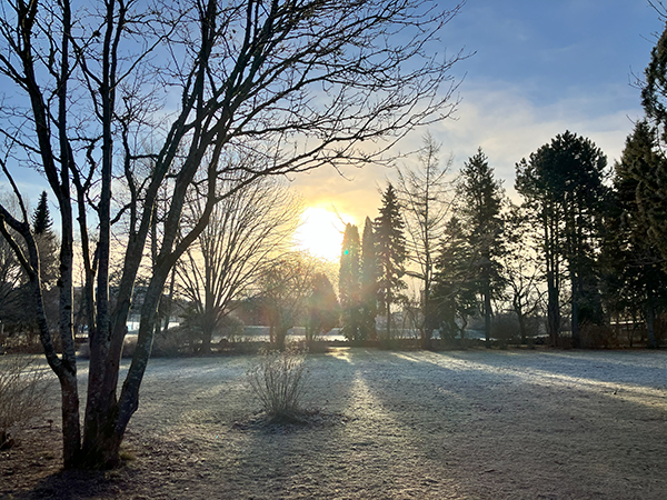 Frostig gräsmatta och sol