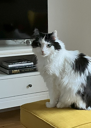 Herr Lucifer katt på Annas fotpall