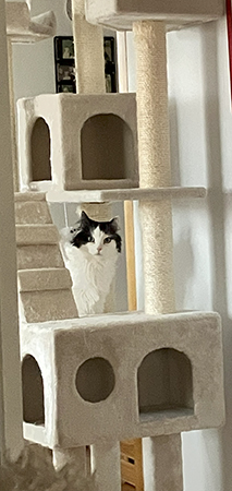 Lucifer i ett klätterträd hos Anna