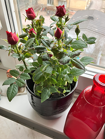 Miniros röd till vardagsrumsfönstret Miniros röd till vardagsrumsfönstret