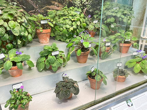 Olika sorters Saint Paulior i Tropiska växthuset