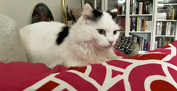 Citrus på soffans ryggstöd