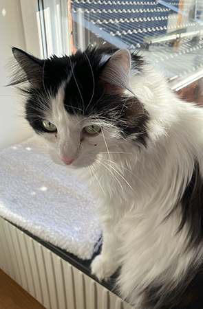 Lucifer på fönsterbrädan vid Annas köksbord