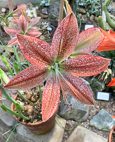 Orkidé i rött och vitt i Tropiska växthuset