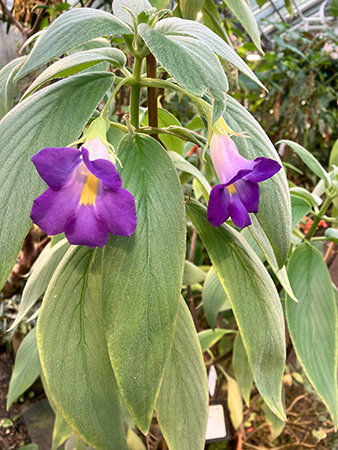 Blåa blommor Tropiska växthuset