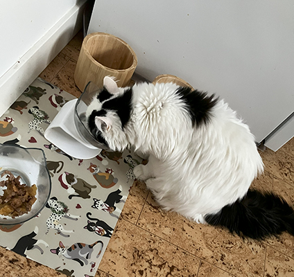 Citrus äter lamm hos Anna