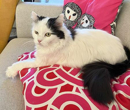 Citrus på soffkudde hos Anna