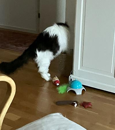 Lucifer rotar i sin leksakskorg