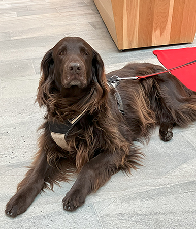 Bruno på besök i Segis 12 feb 2025 Bruno på besök i Segis 12 feb 2025