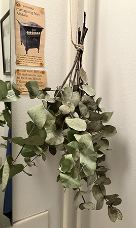 Torkad eukalyptus på gästtoaletten